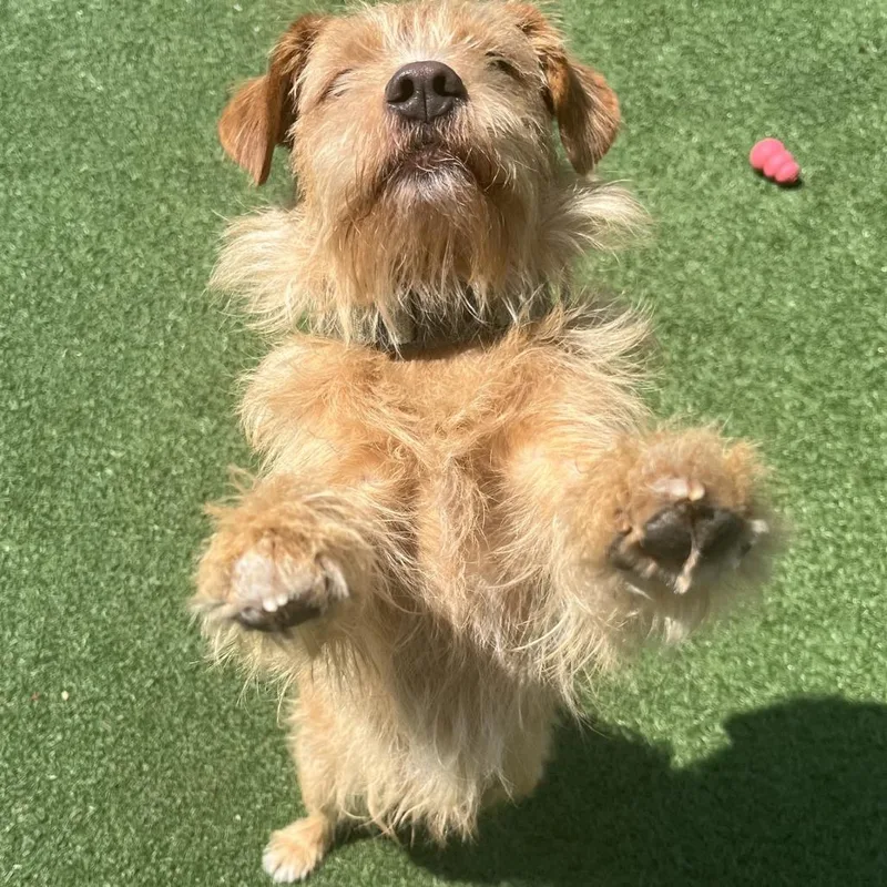An adult medium-sized male Brown / Chocolate Scottish Terrier dog named Masesun for adoption in La Grange, KY