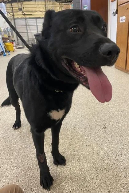 An adult large-sized male Shepherd dog named Chief for adoption in Conway, AR