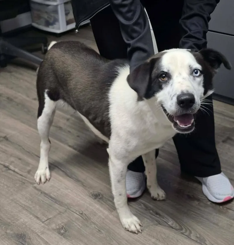 An adult medium-sized male Tricolor (Brown, Black, & White) Border Collie dog named Neymar for adoption in Sedalia, CO