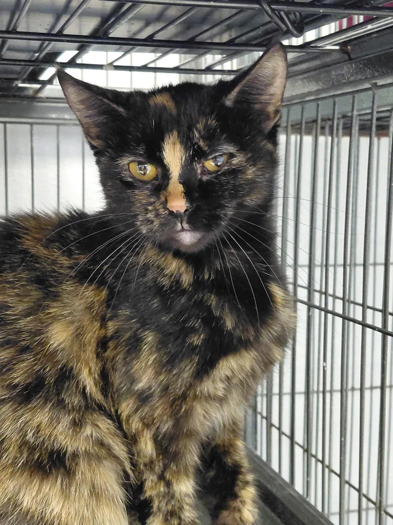An adult medium-sized female Domestic Short Hair cat named Roxie for adoption in Montello, WI