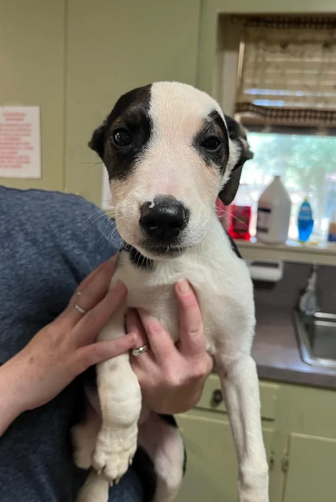 A young medium-sized male Mountain Cur dog named Harold for adoption in Ruston, LA