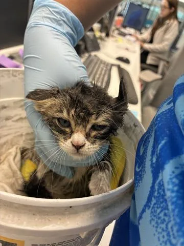 A baby small-sized male Domestic Medium Hair cat named Pedri for adoption in San Martin, CA