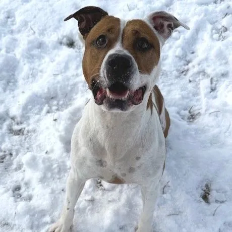 An adult medium-sized female Brown / Chocolate Pit Bull Terrier dog named Princess for adoption in Bristol, IN