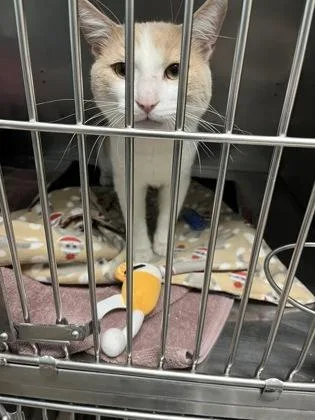 An adult medium-sized male Domestic Short Hair cat named Felix for adoption in Fishers, IN