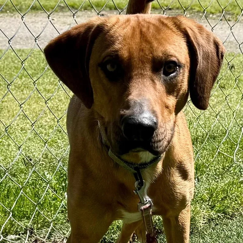A young medium-sized male Yellow / Tan / Blond / Fawn Mixed Breed dog named Duke for adoption in Bennettsville, SC