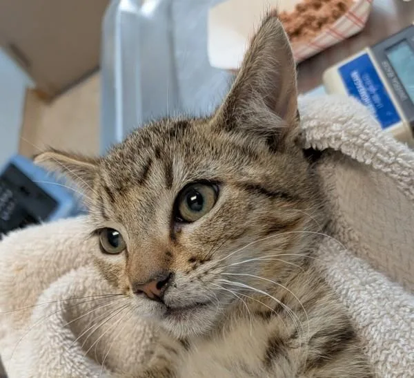 A baby medium-sized male Domestic Short Hair cat named Gecko for adoption in San Diego, CA