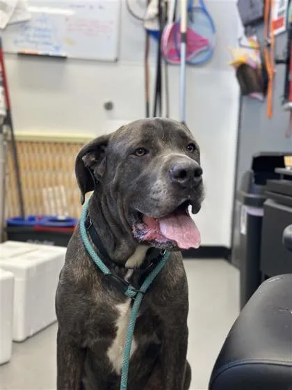 An adult extra large-sized male Mixed Breed dog named Pip Squeak for adoption in West Chester, PA