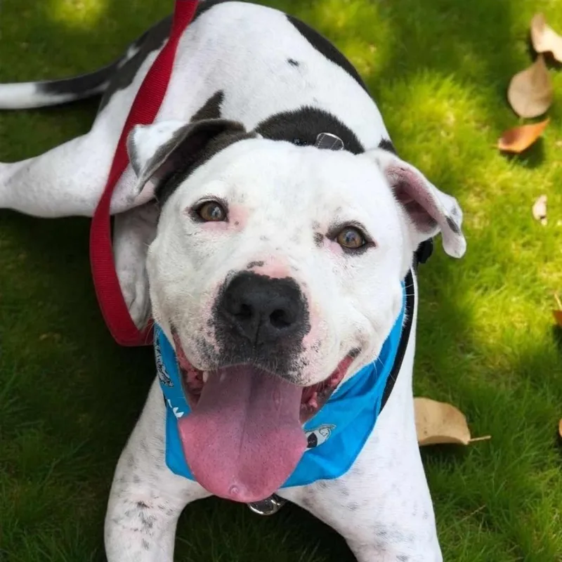A senior large-sized male Brown / Chocolate American Staffordshire Terrier dog named Marty for adoption in Houston, TX