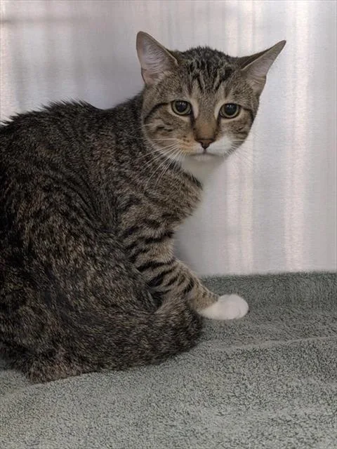 A young medium-sized male Domestic Short Hair cat named Melo for adoption in Upper Marlboro, MD