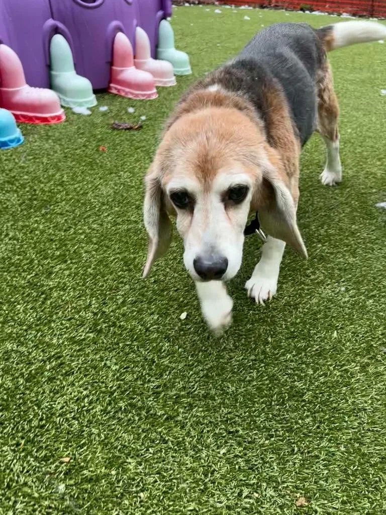 A senior medium-sized male Beagle dog named Billy for adoption in Liverpool, NY