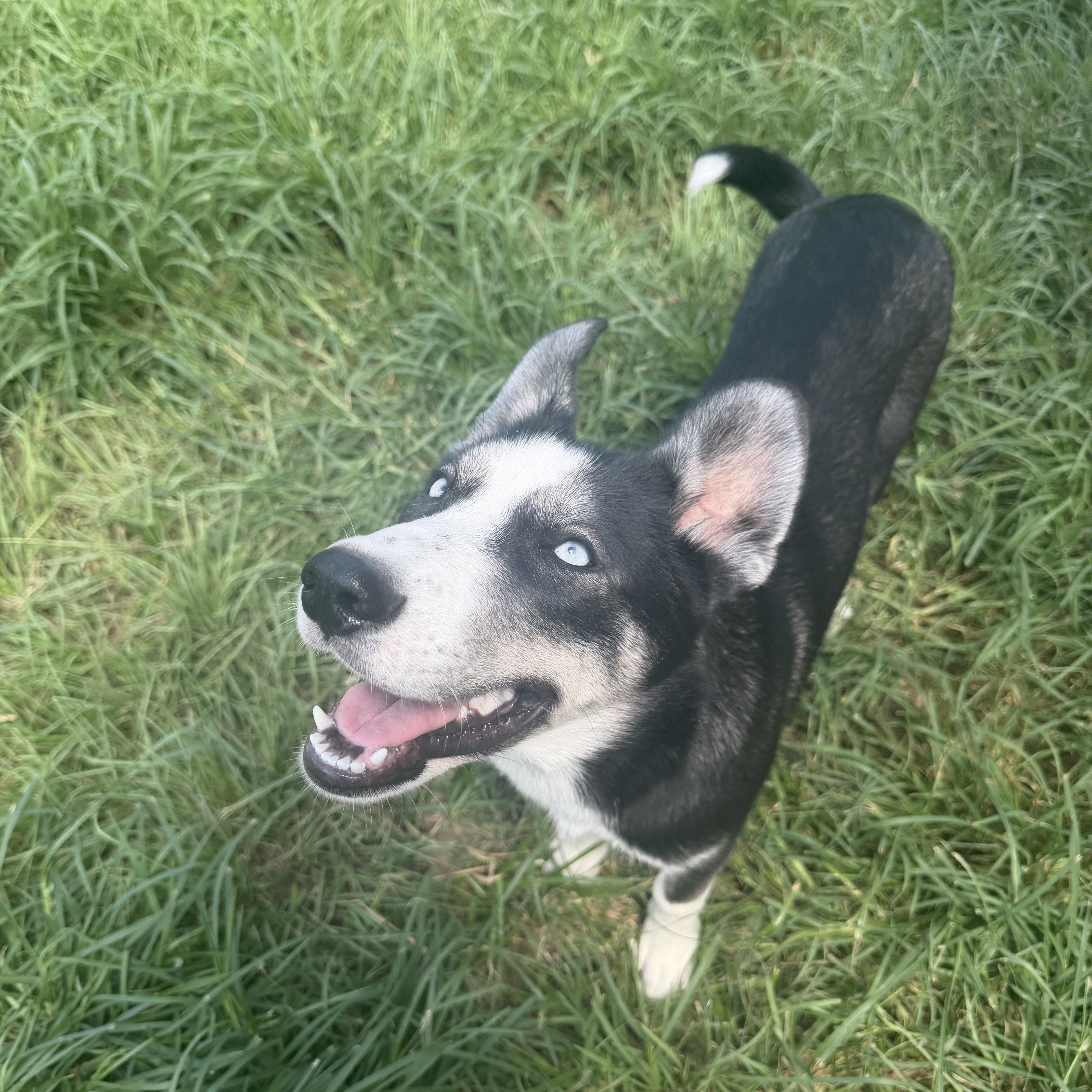 A baby medium-sized male Siberian Husky dog named Shadow Pup for adoption in Sumter, SC