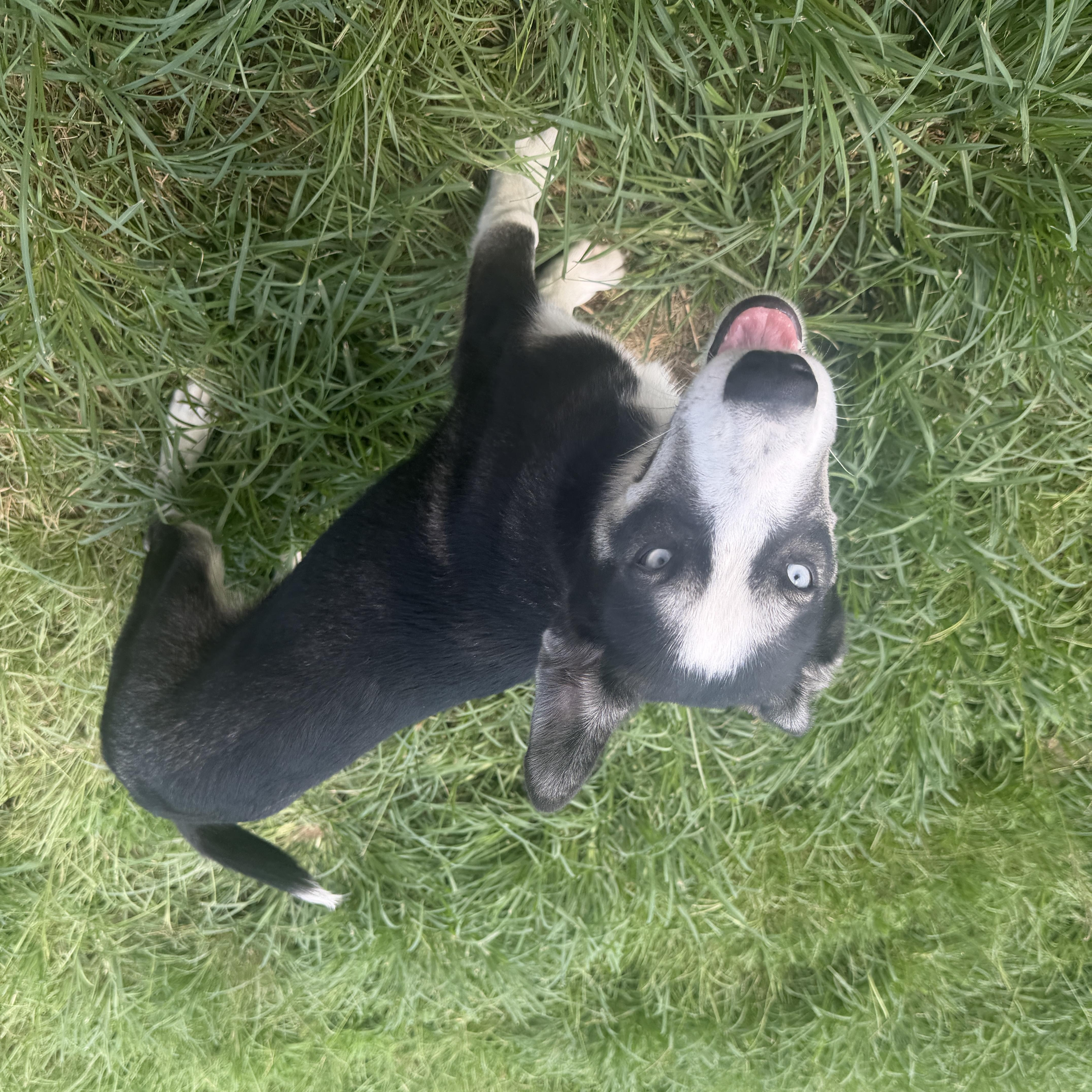 Shadow Pup thumbnail 2