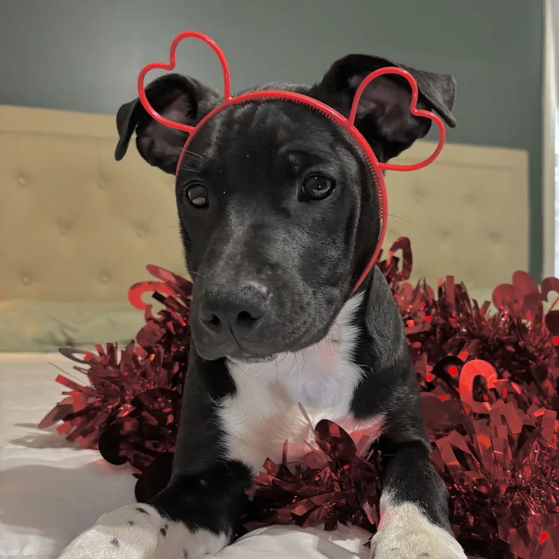 A baby medium-sized male Terrier dog named Lieutenant for adoption in Southaven, MS