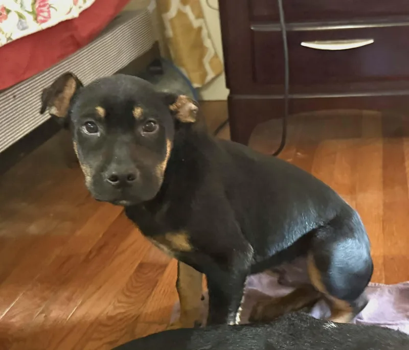 A baby medium-sized male Mixed Breed dog named Ravi for adoption in Northwood, NH