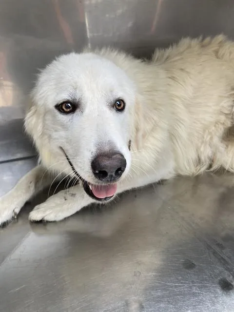 A young large-sized female Mixed Breed dog named Mommi for adoption in Dallas, TX