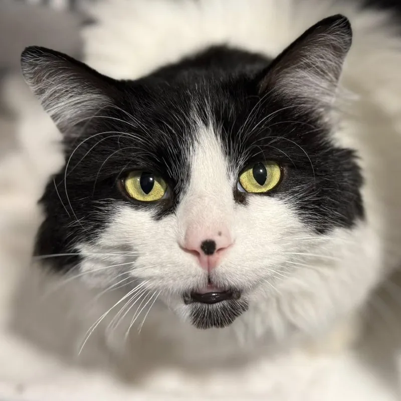 Lepurrchaun thumbnail 2