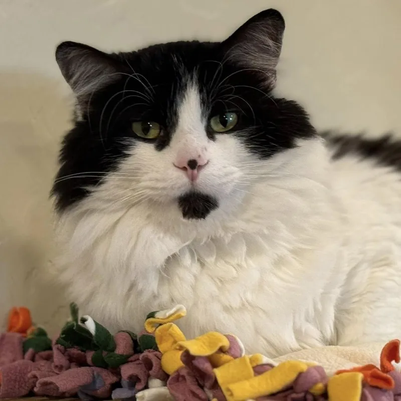 Lepurrchaun thumbnail 3