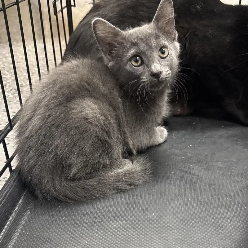 A baby small-sized female Gray / Blue / Silver Domestic Short Hair cat named Eartha for adoption in Las Vegas, NV