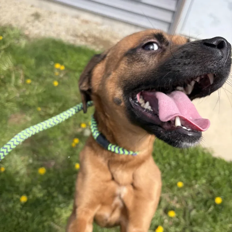 A young medium-sized male Red / Chestnut / Orange Mixed Breed dog named Dandy for adoption in Seneca, PA