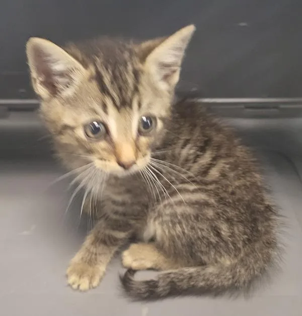 A baby small-sized male Domestic Short Hair cat named Fb C Bundt for adoption in Lawrenceville, GA
