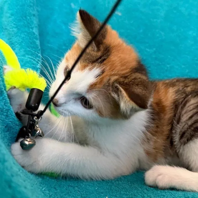 A baby small-sized female Calico Domestic Short Hair cat named Pitch for adoption in Los Angeles, CA