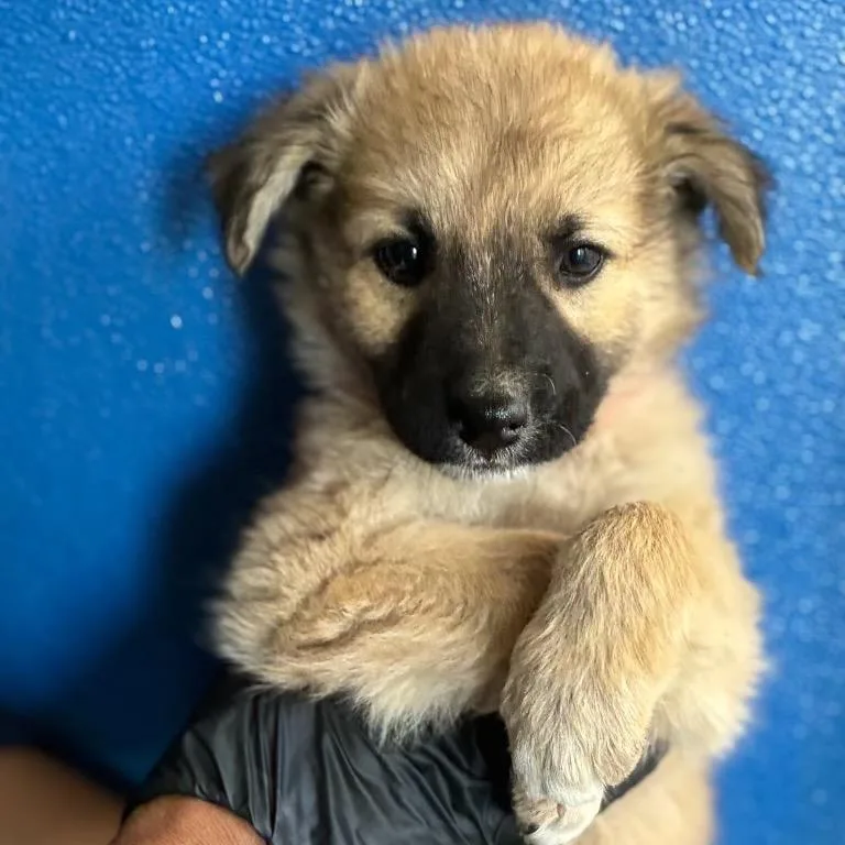 A baby medium-sized female Black Shepherd dog named Wootsie for adoption in Point Richmond, CA