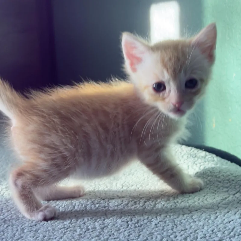 A baby small-sized male Orange / Red Domestic Short Hair cat named Aries for adoption in Long Beach, CA