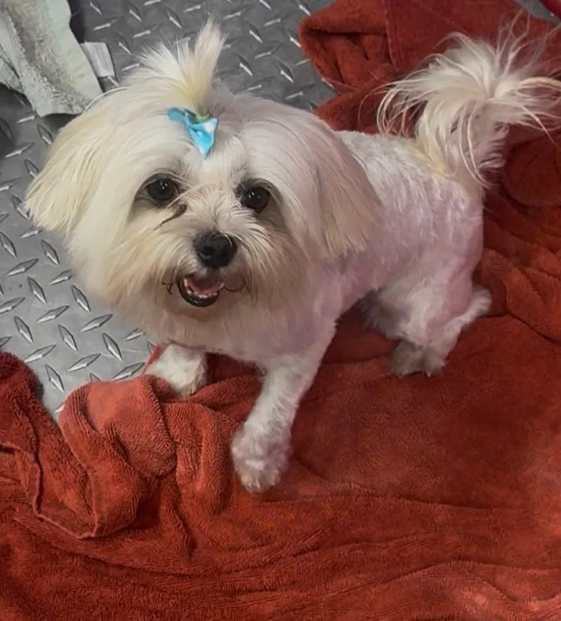 An adult small-sized male White / Cream Maltese dog named Patrick for adoption in Garland, TX
