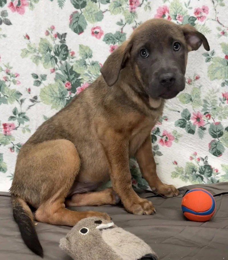 A young large-sized male Shepherd dog named Tanner for adoption in Wetumpka, AL