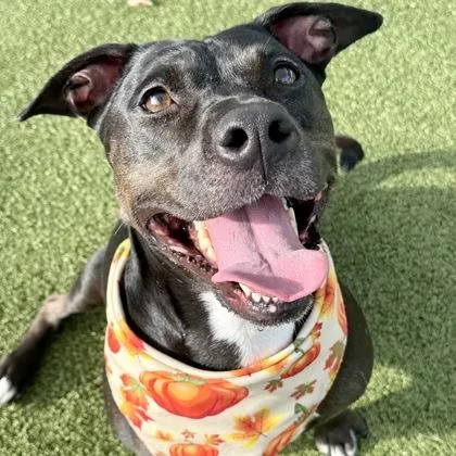 An adult medium-sized female Mixed Breed dog named Coco Chanel for adoption in Largo, FL