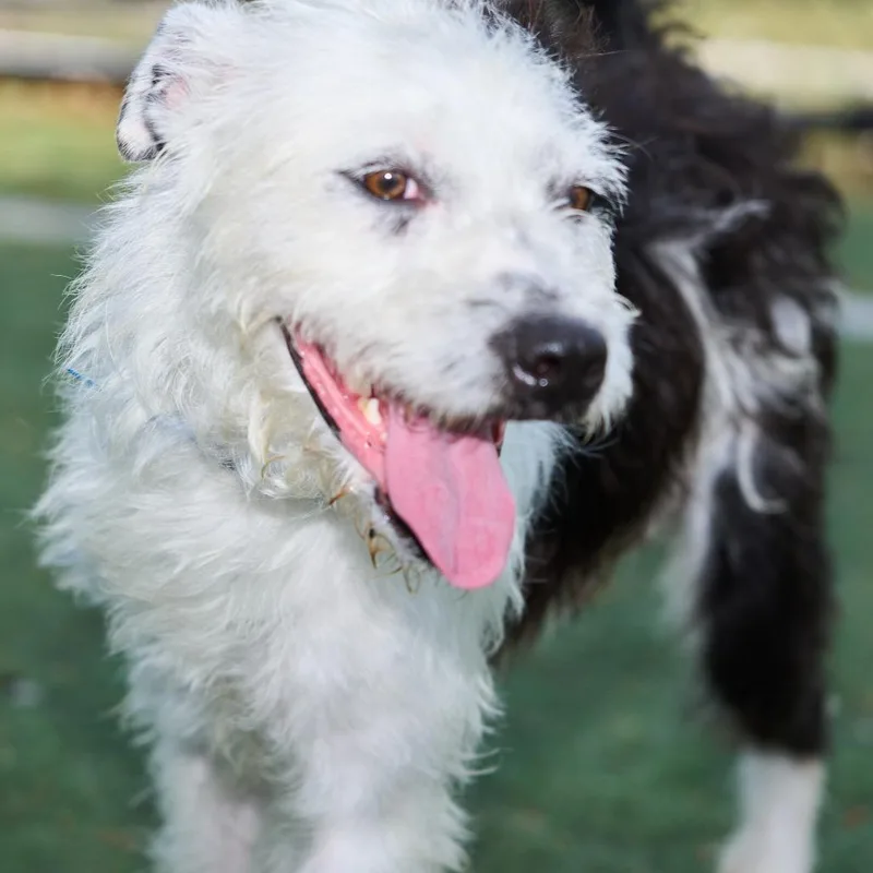 A young medium-sized male White / Cream Mixed Breed dog named Hunter for adoption in Memphis, TN