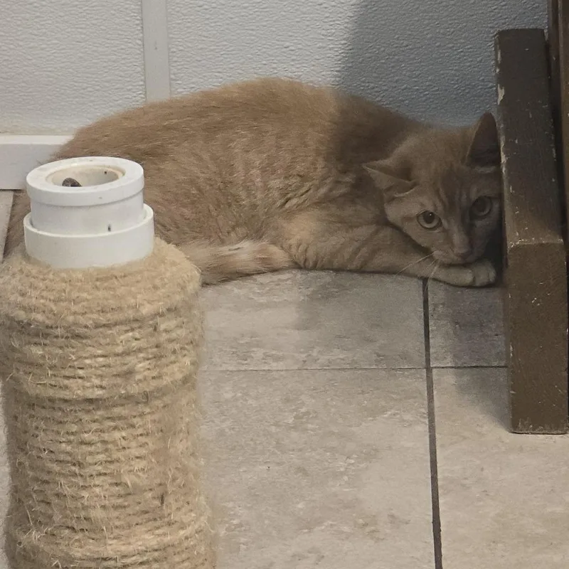 An adult small-sized female Orange / Red Domestic Short Hair cat named Donut for adoption in Yanceyville, NC