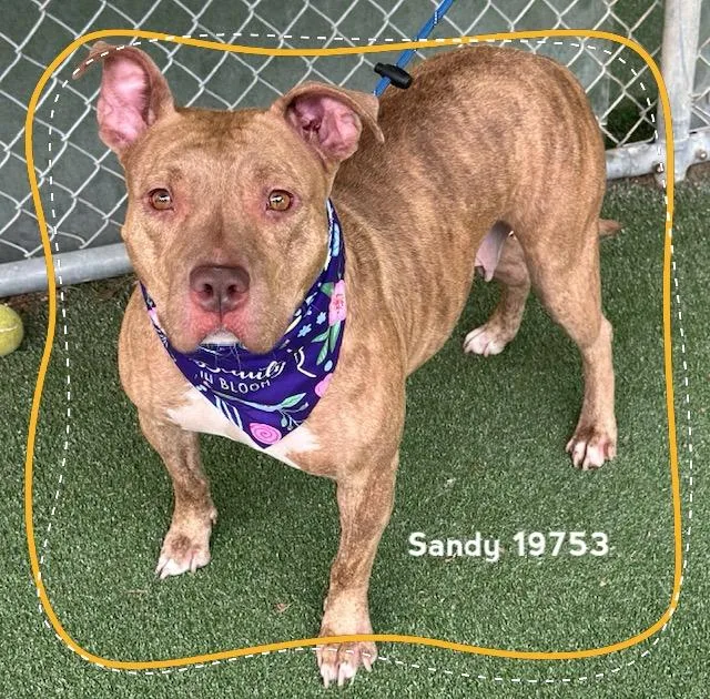An adult large-sized female Brindle Pit Bull Terrier dog named Sandy for adoption in Marietta, GA