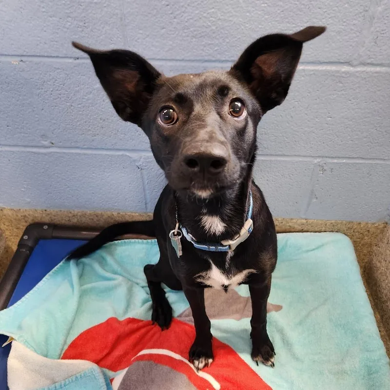 A baby medium-sized female Black Mixed Breed dog named Eve for adoption in Falls Church, VA