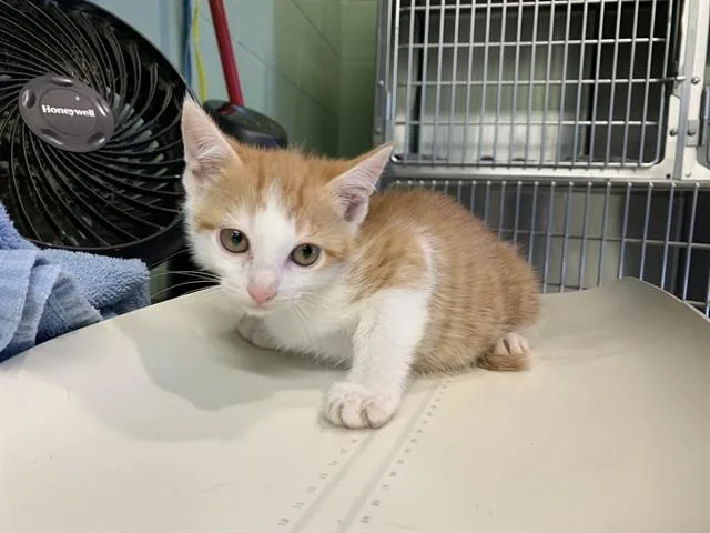 A baby small-sized male Domestic Short Hair cat named Dorson for adoption in Grand Prairie, TX