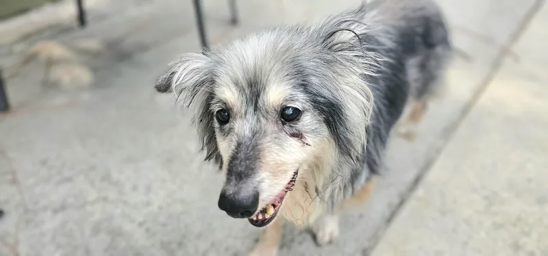 Possum Pete