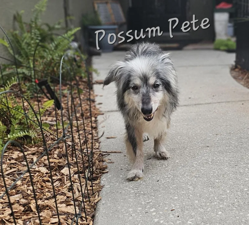 Possum Pete thumbnail 5
