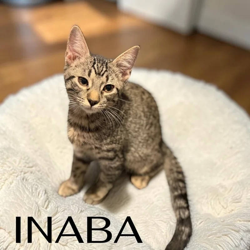 A baby small-sized male Tabby cat named Inaba for adoption in Dallas, TX