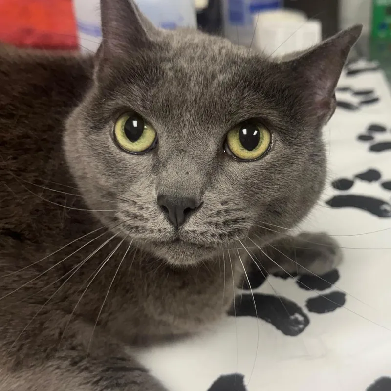 A senior large-sized female Gray / Blue / Silver Domestic Short Hair cat named Chappie for adoption in Greenville, SC