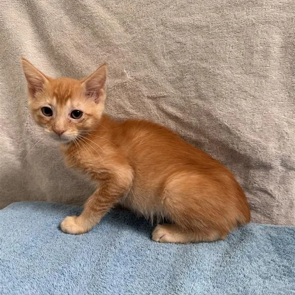 A baby small-sized female Orange / Red Domestic Short Hair cat named Dorothy for adoption in Hawthorne, CA