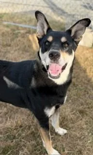 An adult large-sized male Husky dog named Wilt for adoption in Reedsport, OR