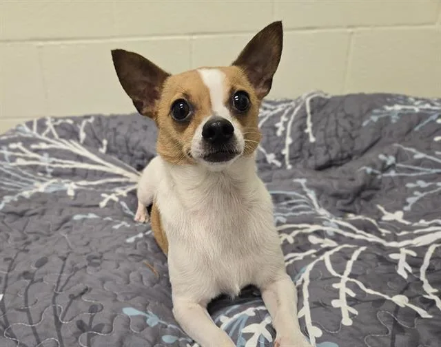An adult small-sized male Chihuahua dog named Bennie for adoption in Auburn, CA