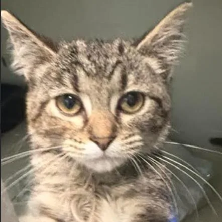 A baby small-sized female Domestic Short Hair cat named Persimmon for adoption in Gordonsville, TN