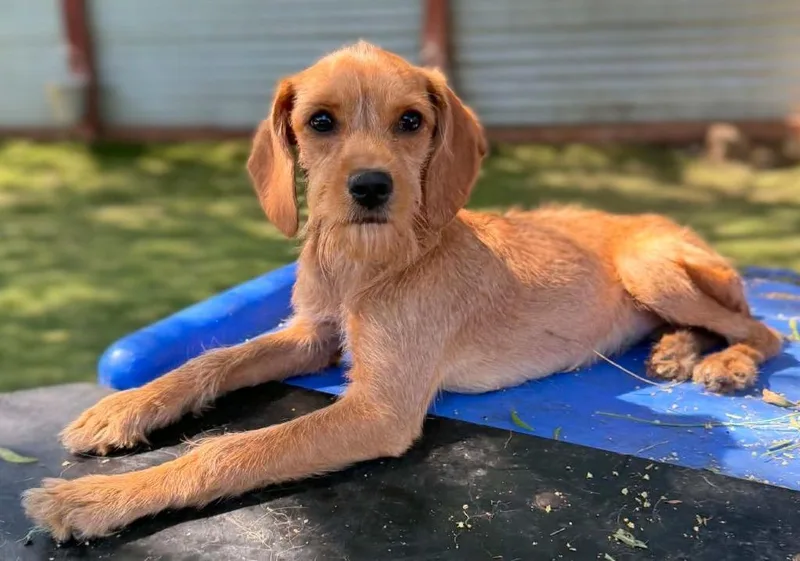 A baby small-sized female Dachshund dog named Atrium for adoption in San Diego, CA