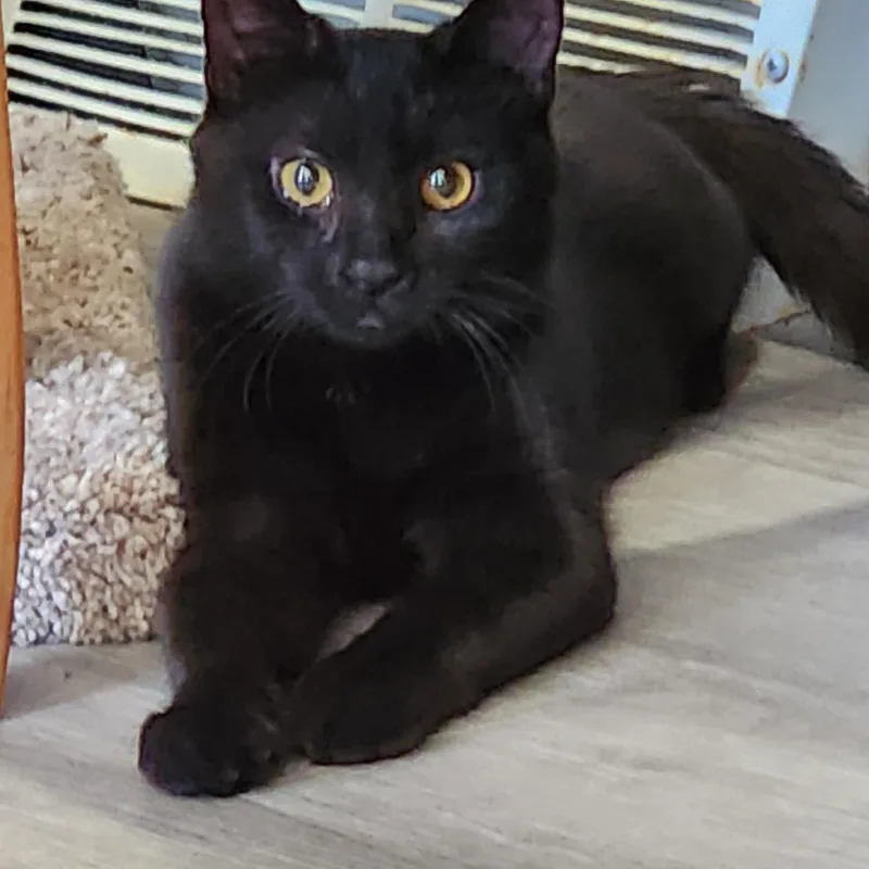 A baby medium-sized male Black Domestic Short Hair cat named Scrabble for adoption in Washington, PA