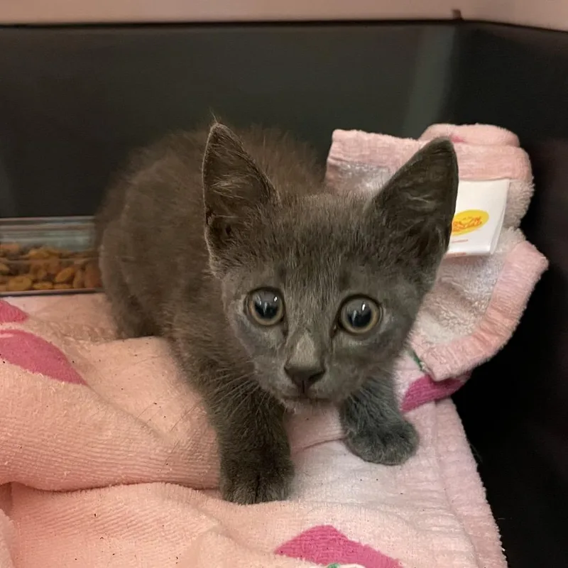A baby small-sized male Gray / Blue / Silver Domestic Short Hair cat named StrayMorningsideDrive for adoption in Columbus, GA