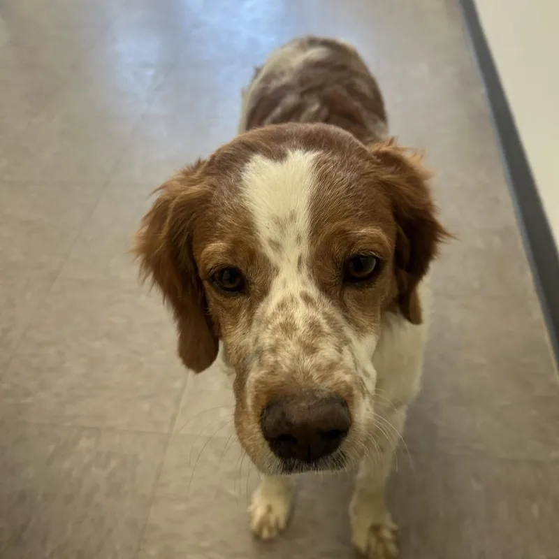 An adult small-sized female White / Cream Brittany Spaniel dog named Emma for adoption in Alexandria, VA