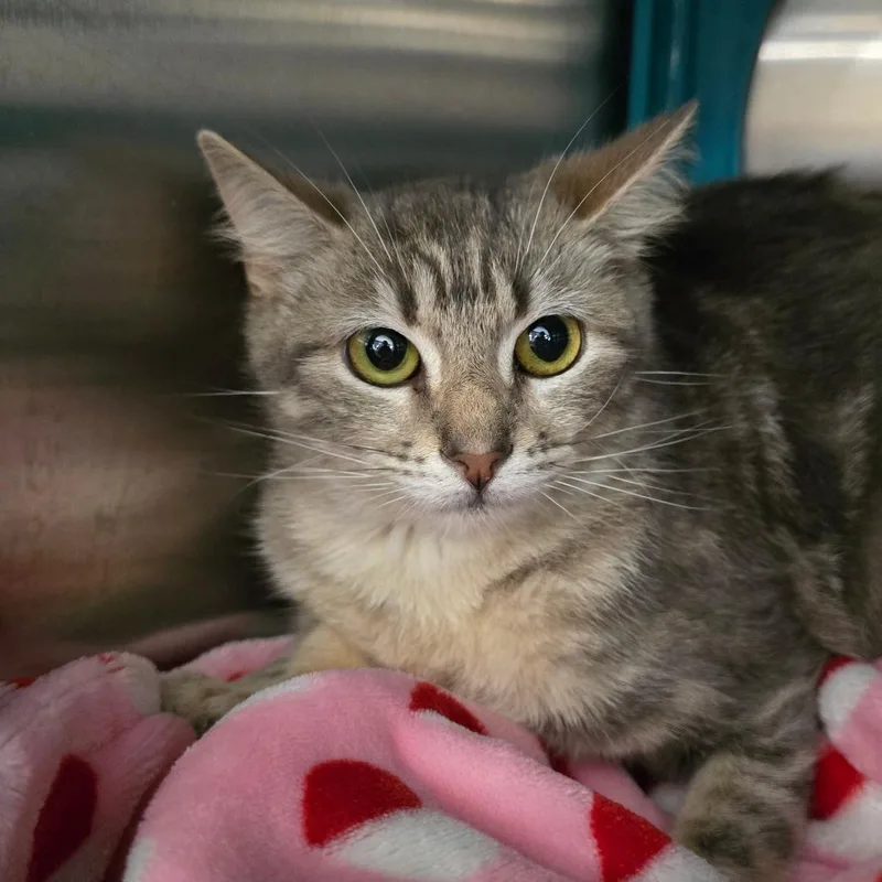 A baby medium-sized female Gray / Blue / Silver Domestic Short Hair cat named Obscura for adoption in Williston, FL
