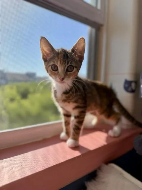 A baby small-sized female Tabby (Orange / Red) Domestic Short Hair cat named Rose for adoption in Arverne, NY