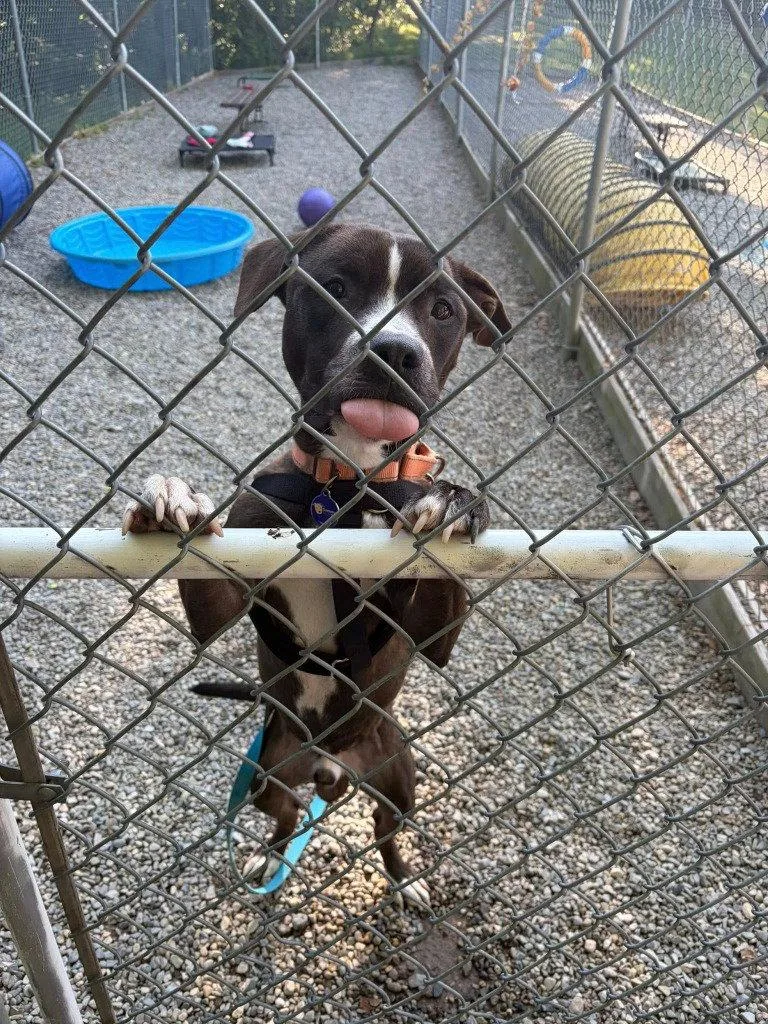 An adult medium-sized male American Staffordshire Terrier dog named Harry for adoption in Sayreville, NJ